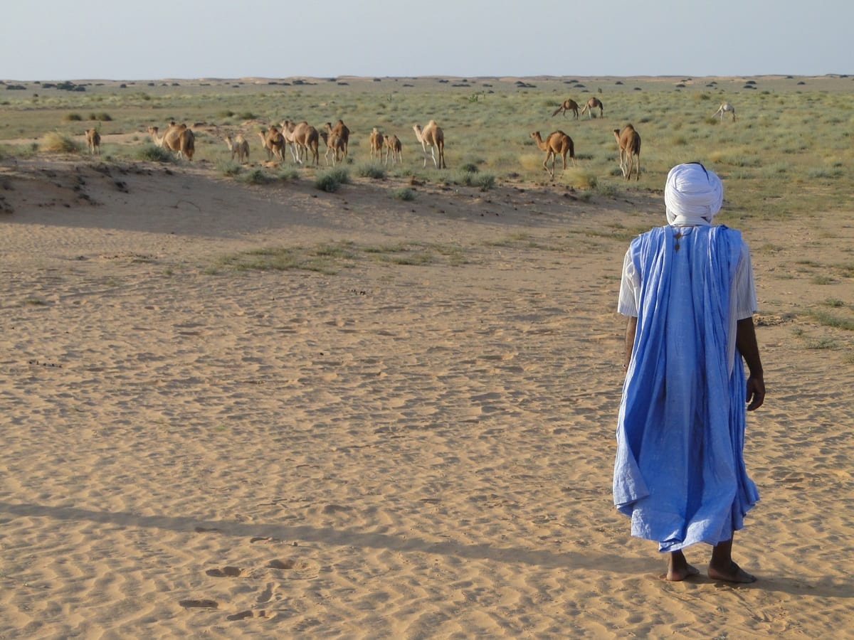 landscape sand desert camels ecosystem sahara 884718